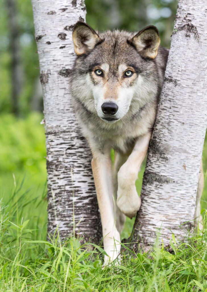 Mystical Wolf Wallpaper - Enchanted Forest Background Art