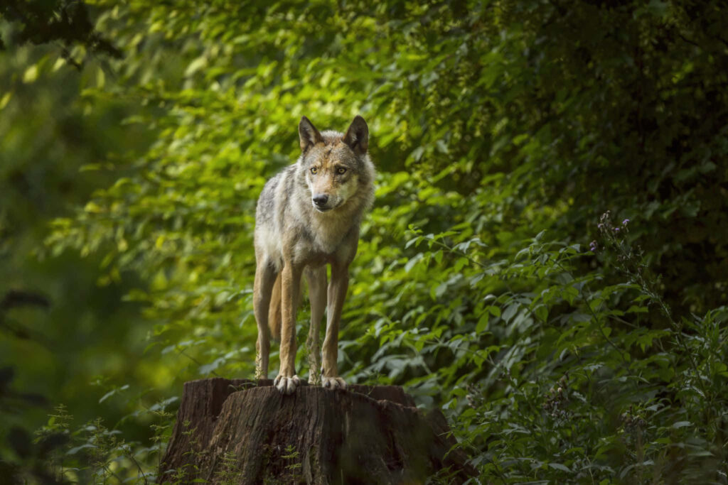 Mystical Wolf on Tree Stump in Enchanted Forest - Serene & Majestic Wallpaper