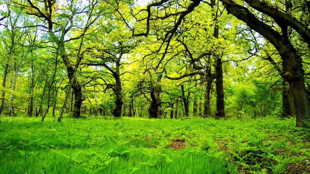 Majestic Oak Forest: A Stunning Backdrop for Your Walls Wallpaper