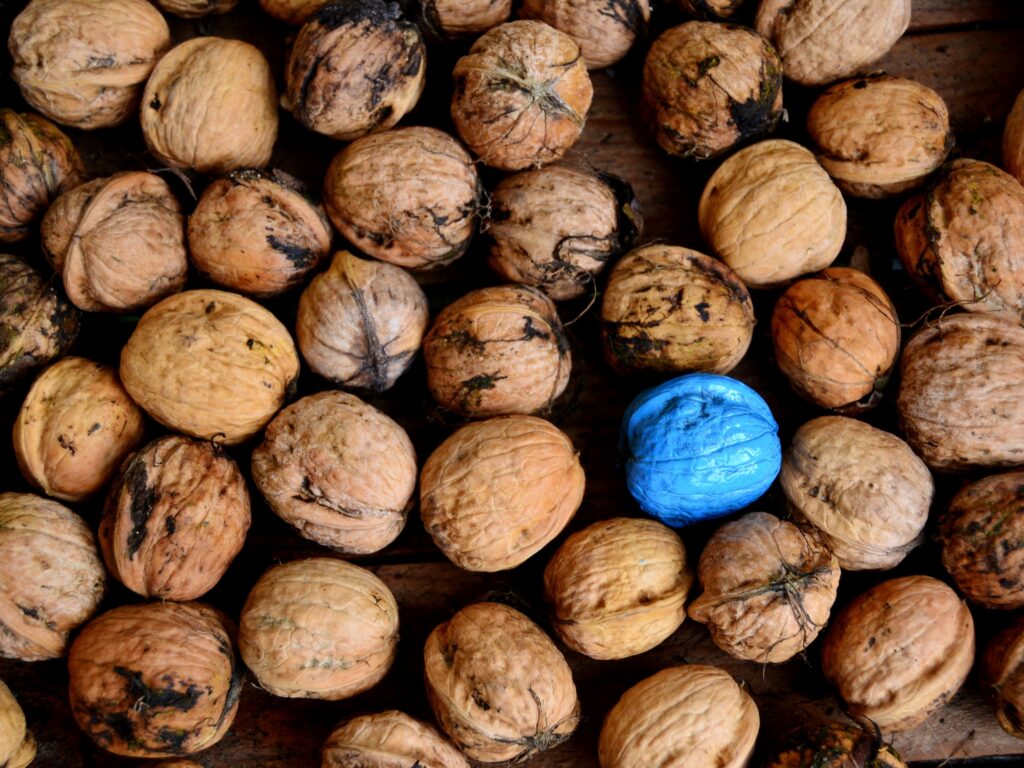 Natural Brown Walnut Shells with Blue Accented Wallpaper Background