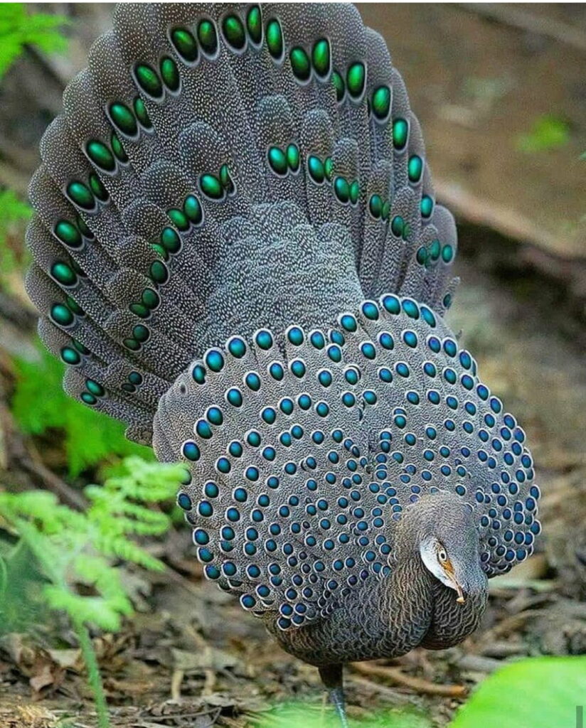 Nature's Majestic Wonder: A Stunningly Beautiful Bird in HD - Perfect Phone Wallpaper