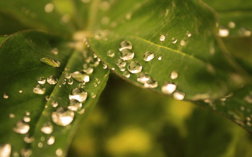 Refreshing Green Leaves with Dew Drops - Natural Wallpaper Background