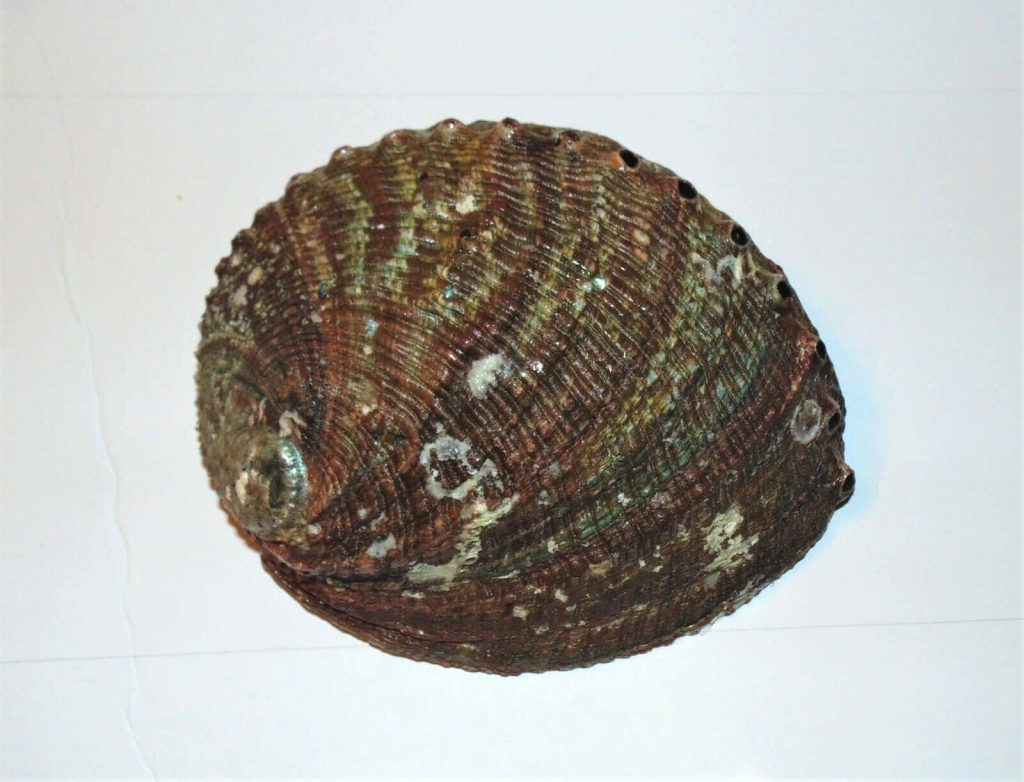 Natural Haliotis abalone shell with brown green textured exterior and respiratory holes on white Wallpaper