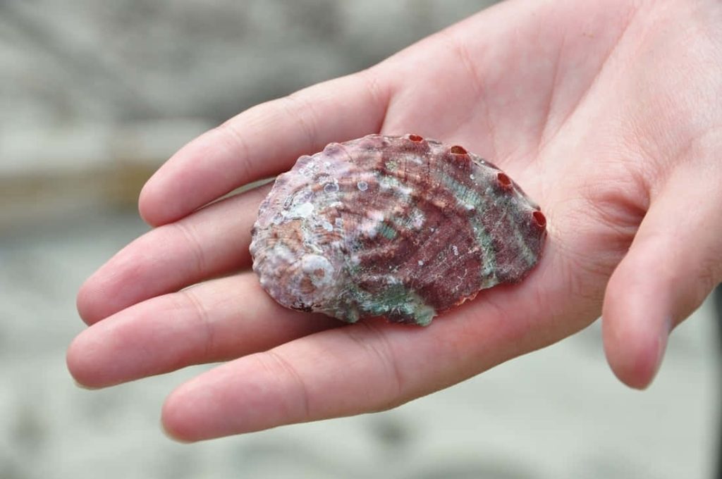 Hand holding detailed reddish-brown green Haliotis shell natural textured abalone sea life close-up Wallpaper