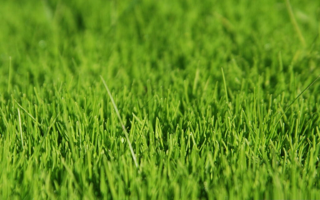 Nature's Verdant Beauty: A Captivating HD Wallpaper of Fresh Grass in a Natural Landscape