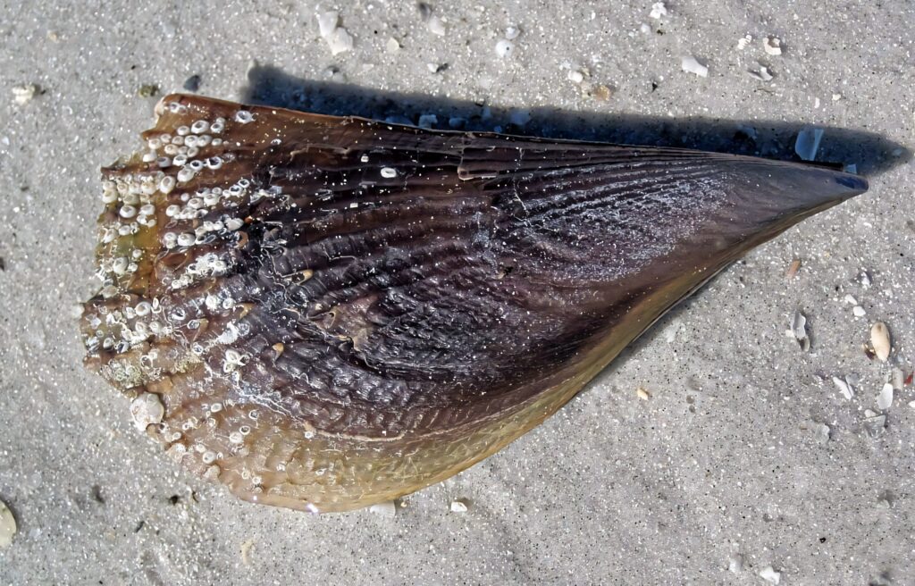 Pen Shell seashell on sandy beach showcasing textured surface and natural beauty wallpaper