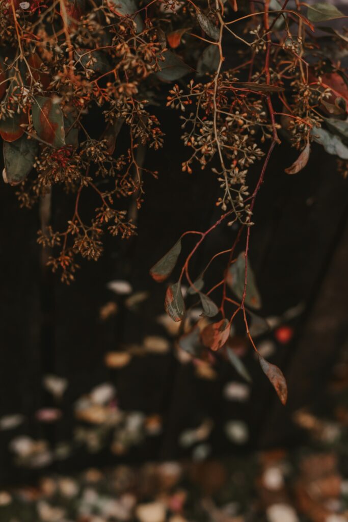 Macro Wallpaper: Textured Plant Branches with Dried Leaves