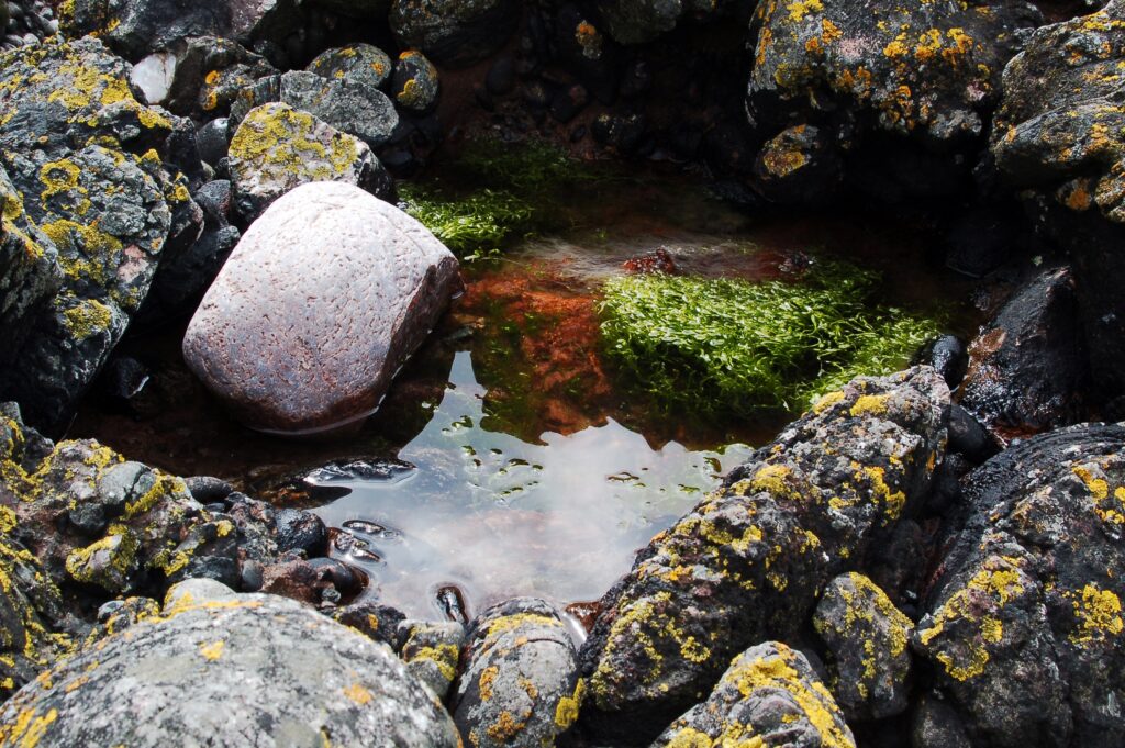 Natural rock pool with yellow moss porous stones clear water green moss earthy textures wallpaper