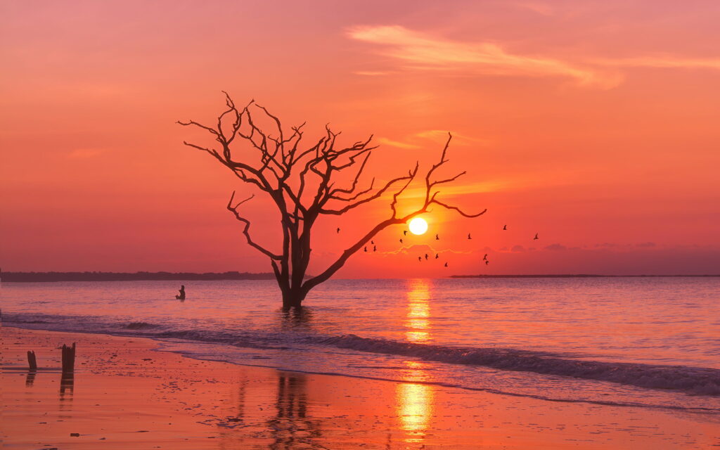 Skeletal tree in ocean at orange sunset with birds and reflections on calm coastal waves wallpaper