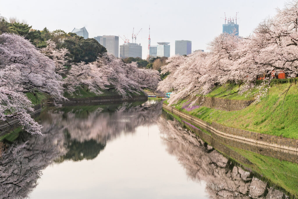 Serene Sakura and Cityscape Wallpaper: Nature Meets Urban Life
