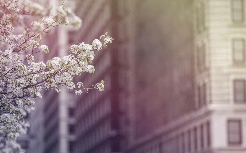 Spring Blossoms Meet Urban Architecture: Nature-Inspired Wallpaper