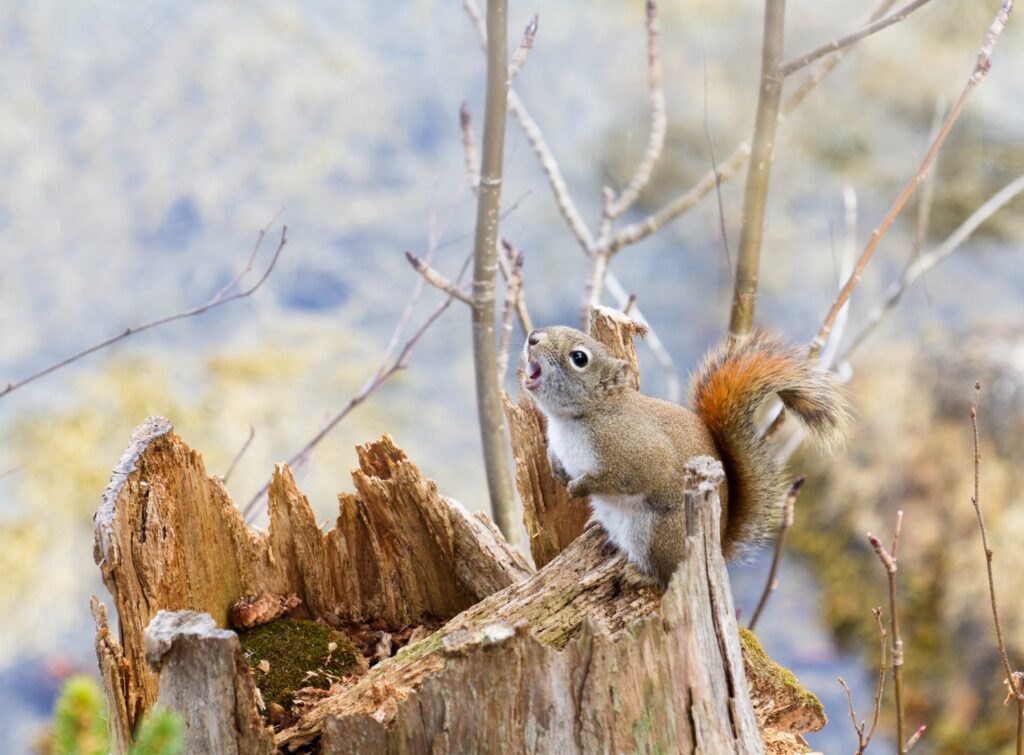 Vibrant Squirrel on Weathered Timber Amid Bare Branches - Nature Wallpaper
