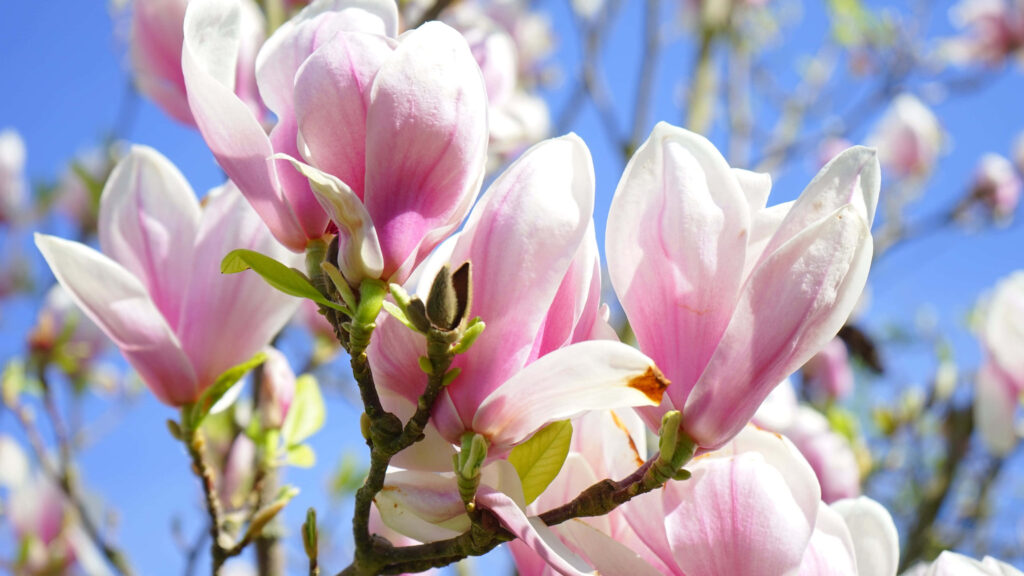 Nature's Masterpiece: Immersive Magnolia Flower Close-Up Radiates Beauty and Splendor Wallpaper