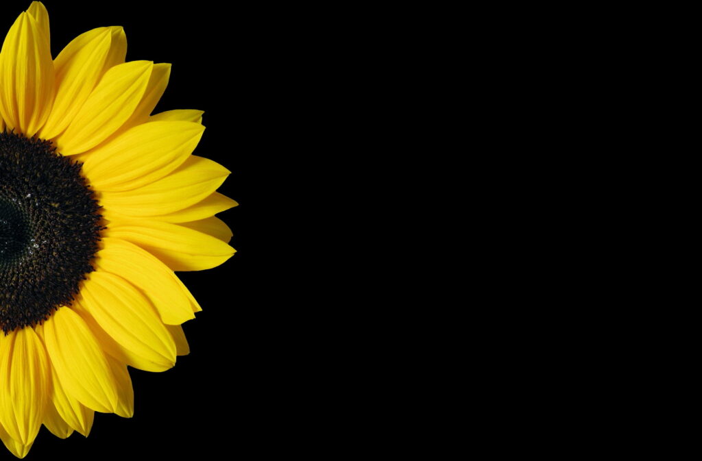 Bright Blooms: A Stunning Sunflower on a Yellow and Black Background with Copy Space - A Nature Lover's Dream Wallpaper