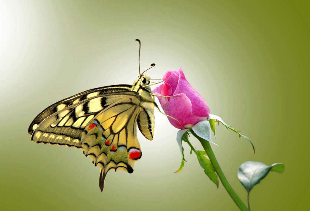 Beauty in Nature: A Captivating Close-up of a Butterfly Nourishing Itself on a Vibrant Pink Rose Wallpaper