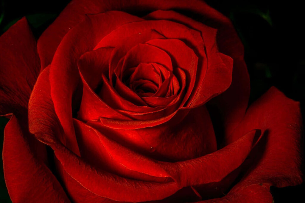 Nature's Vibrant Symphony: A Captivating Red Roses Laptop Background Wallpaper