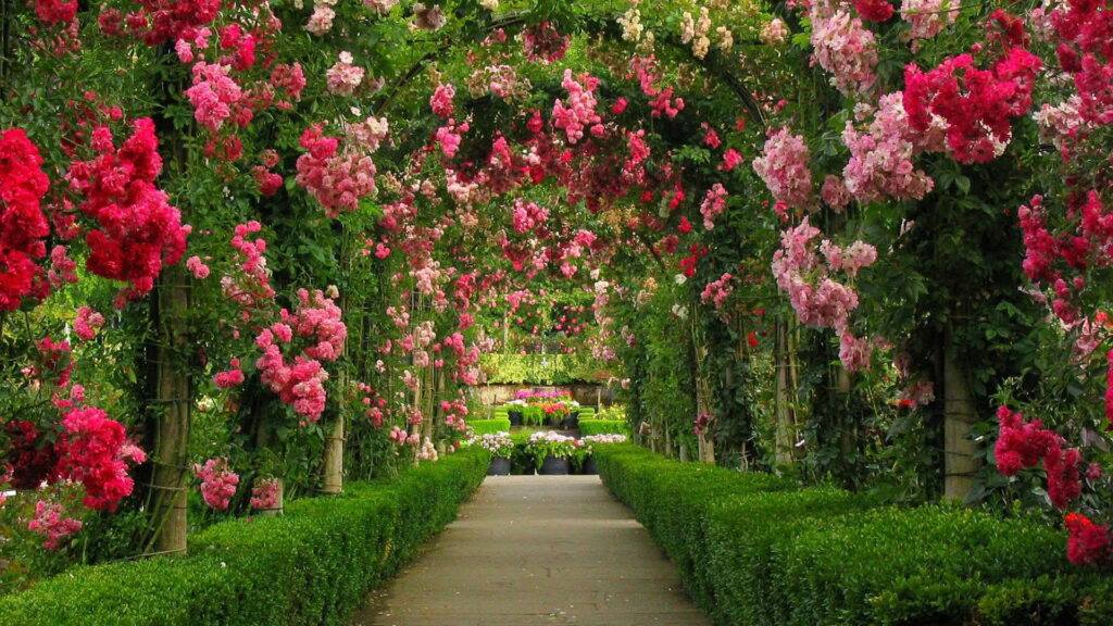 Enchanted Garden Haven: A QHD Wallpaper Background Photo of Lush Greens and Pink Blossoms Under the Arch