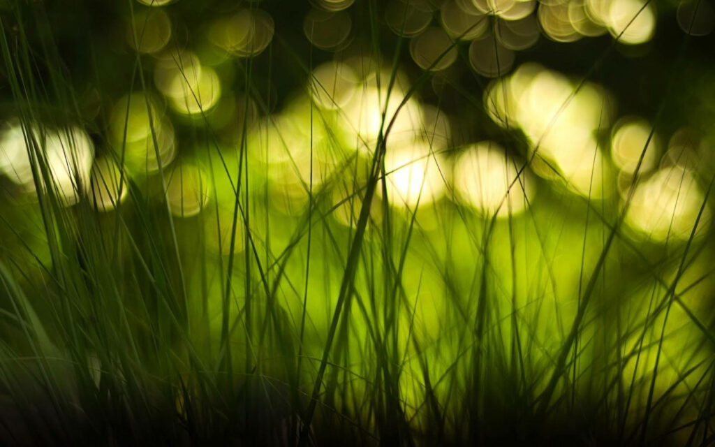 Naturescape: A Serene Blur of Sunlit Grass Blades Wallpaper
