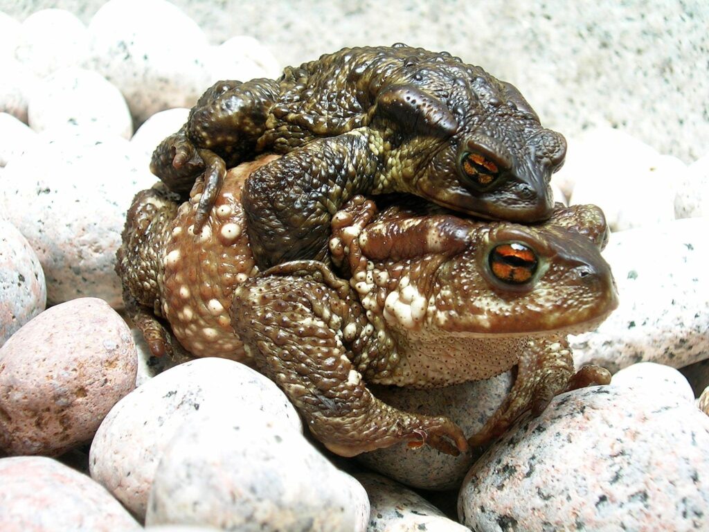 Frogs on Rocks: Nature's Textured Wallpaper Background