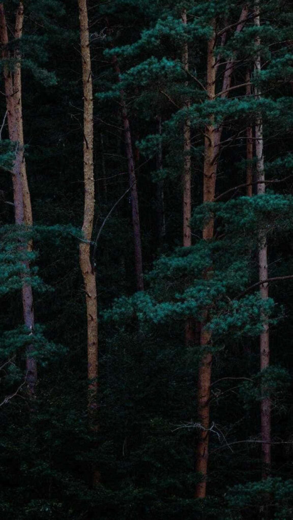 Immerse Your Senses in the Serenity of Nature with the Captivating Iphone Landscape Photography Wallpaper