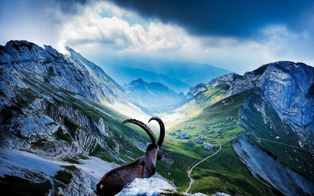 Alpine Ibex on Mount Pilatus with rocky peaks and sunlit valley under cloudy Swiss Alps sky Wallpaper