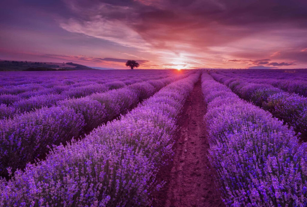 Lavender Dreams: A Stunning Nature Wallpaper of Purple Fields Under Reddish-Pink Skies