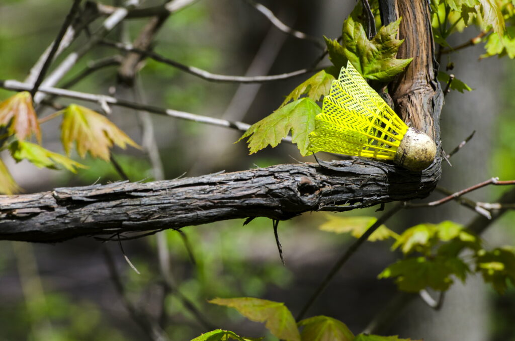 Nature's Play: Captivating Badminton Racket nestled on Tree Branch - 4K Wallpaper for Birding Enthusiasts