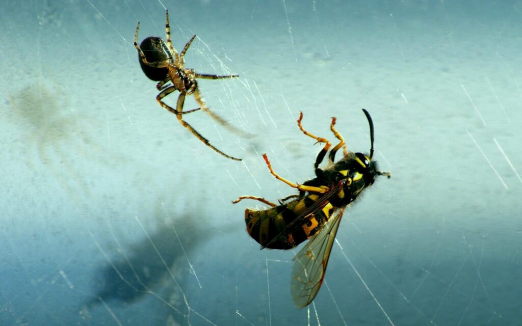 Nature's Predation: Spider on Web with Captured Bee - Wallpaper
