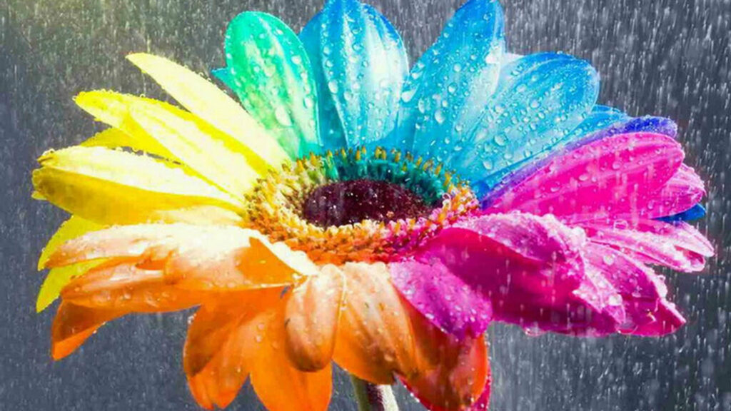 Rain-Kissed, Vibrant Blossom: Captivating HD Wallpaper Unveiling Nature's Brilliant Palette