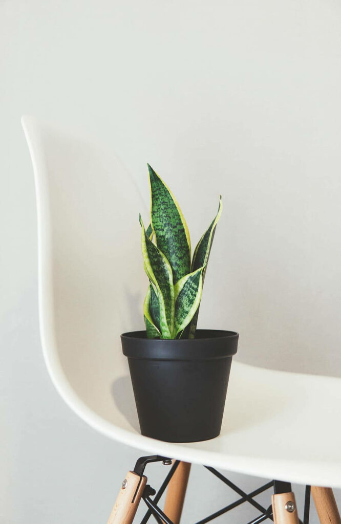 Serene Simplicity: A Green and White Oasis with a Snake Plant in a Black Pot on a White Chair Wallpaper