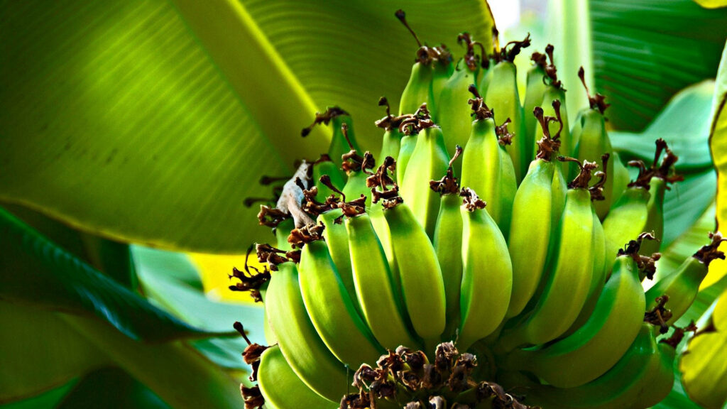 Sunlit Plantain Clusters amidst a Lush Green Backdrop: A Captivating Digital Photograph Wallpaper
