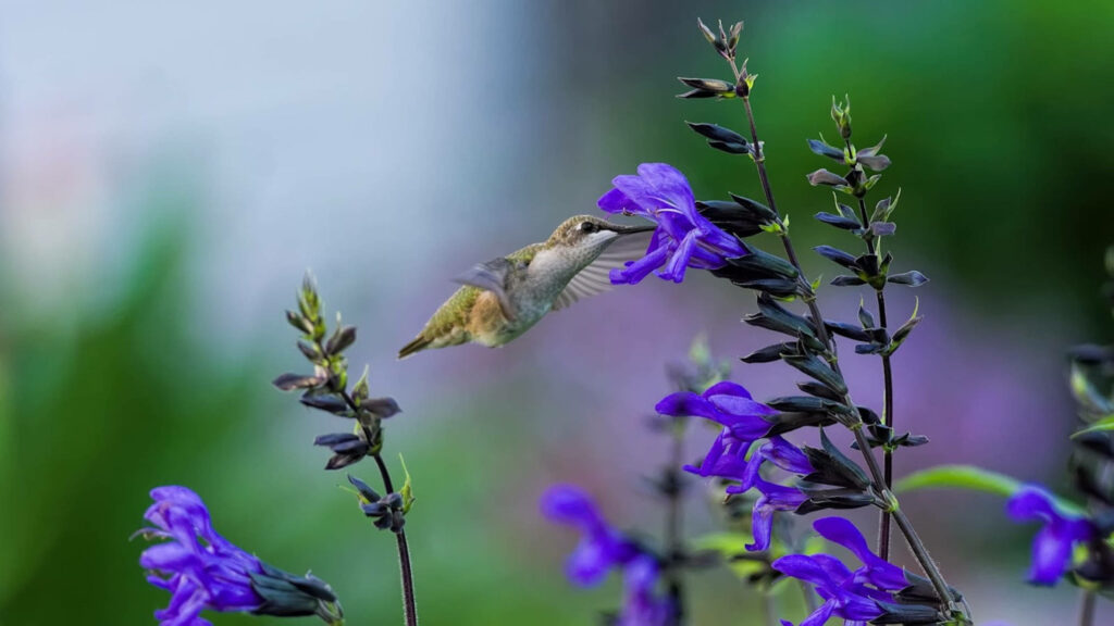 Flying Jewel: A Captivating Hummingbird Delighting in Blue Floral Oasis Wallpaper
