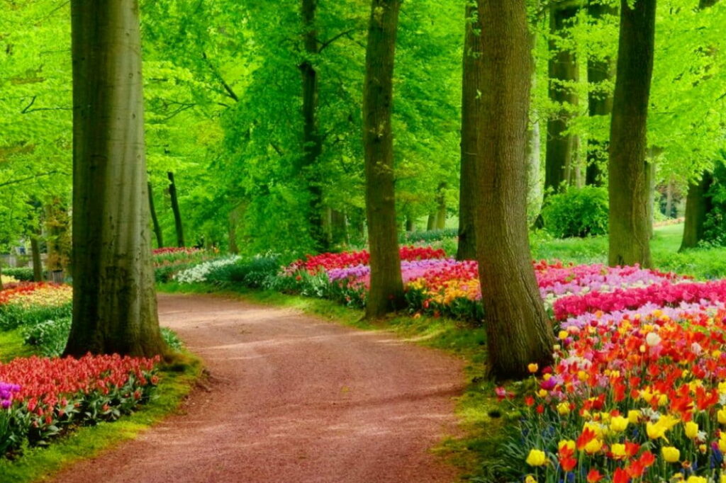 Enchanting Serenity: Captivating Spring Park with Blossoming Trees and Fresh Greenery Wallpaper