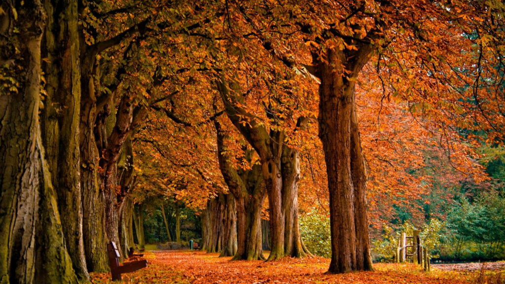 Autumn's Enchanting Path: A Captivating Journey through Nature's Palette Wallpaper