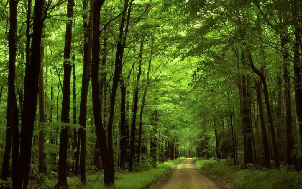 Journey through the Verdant Forest: Serene Dirt Path Embraced by Towering Trees Wallpaper