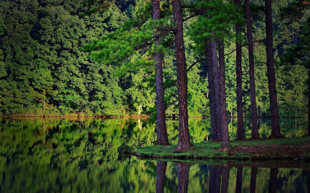 Glimpses of Nature: Vibrant Green Foliage Embracing the Forest Wallpaper
