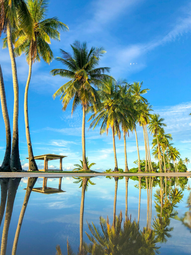 Tall Nauru coconut trees reflected in calm water under clear blue sky tropical island wallpaper