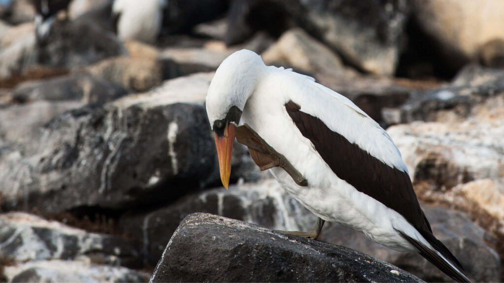 Stunning Nazca Booby Wallpaper on Rocky Coastal Background