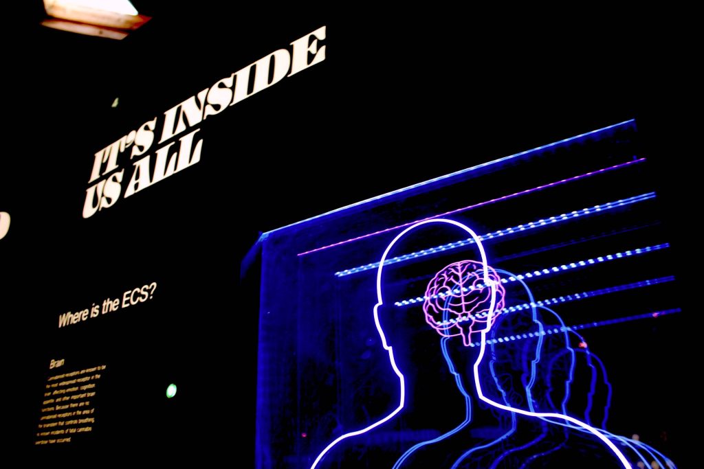 Neon wallpaper with human silhouette glowing pink brain and Endocannabinoid System text inside us all