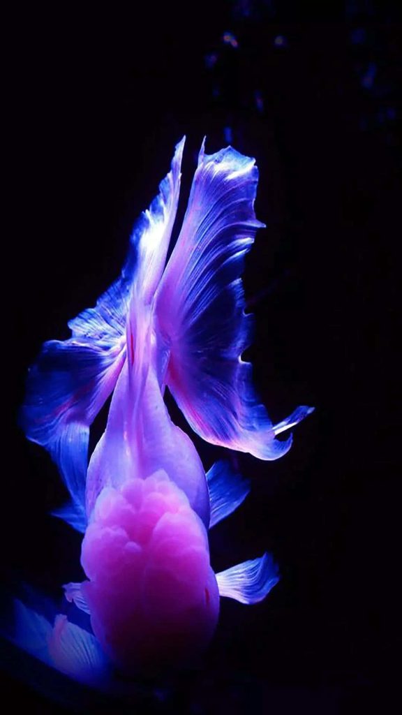 Graceful fish with neon pink and blue fins on deep black background high contrast wallpaper