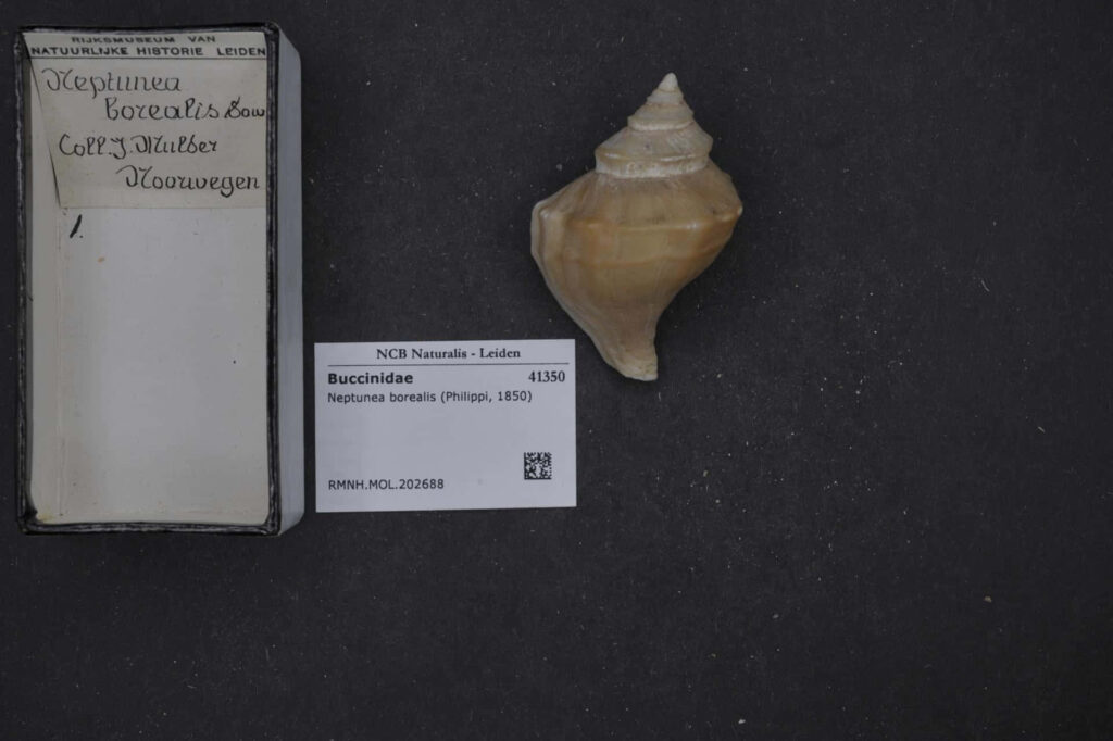 Close-up of Neptunea borealis shell from Norway with smooth spiral creamy beige tones and labels Wallpaper