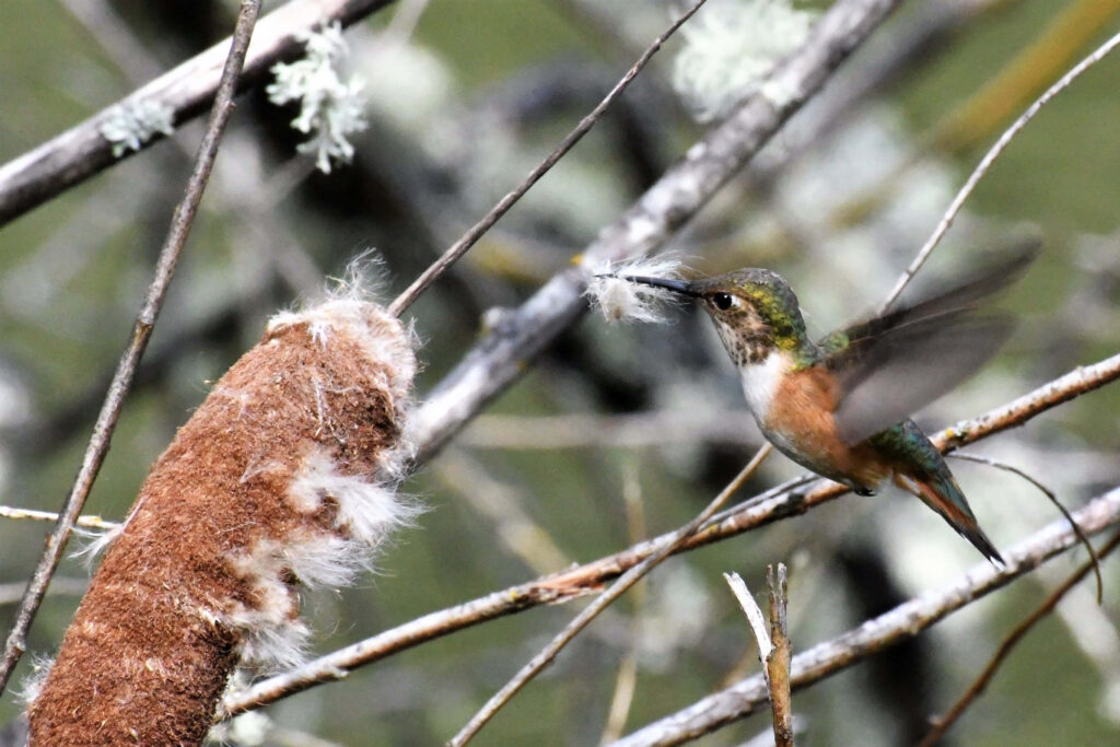 Newborn Hummingbird Nestled in Green Leaves - Nature's Delicate Beauty Wallpaper