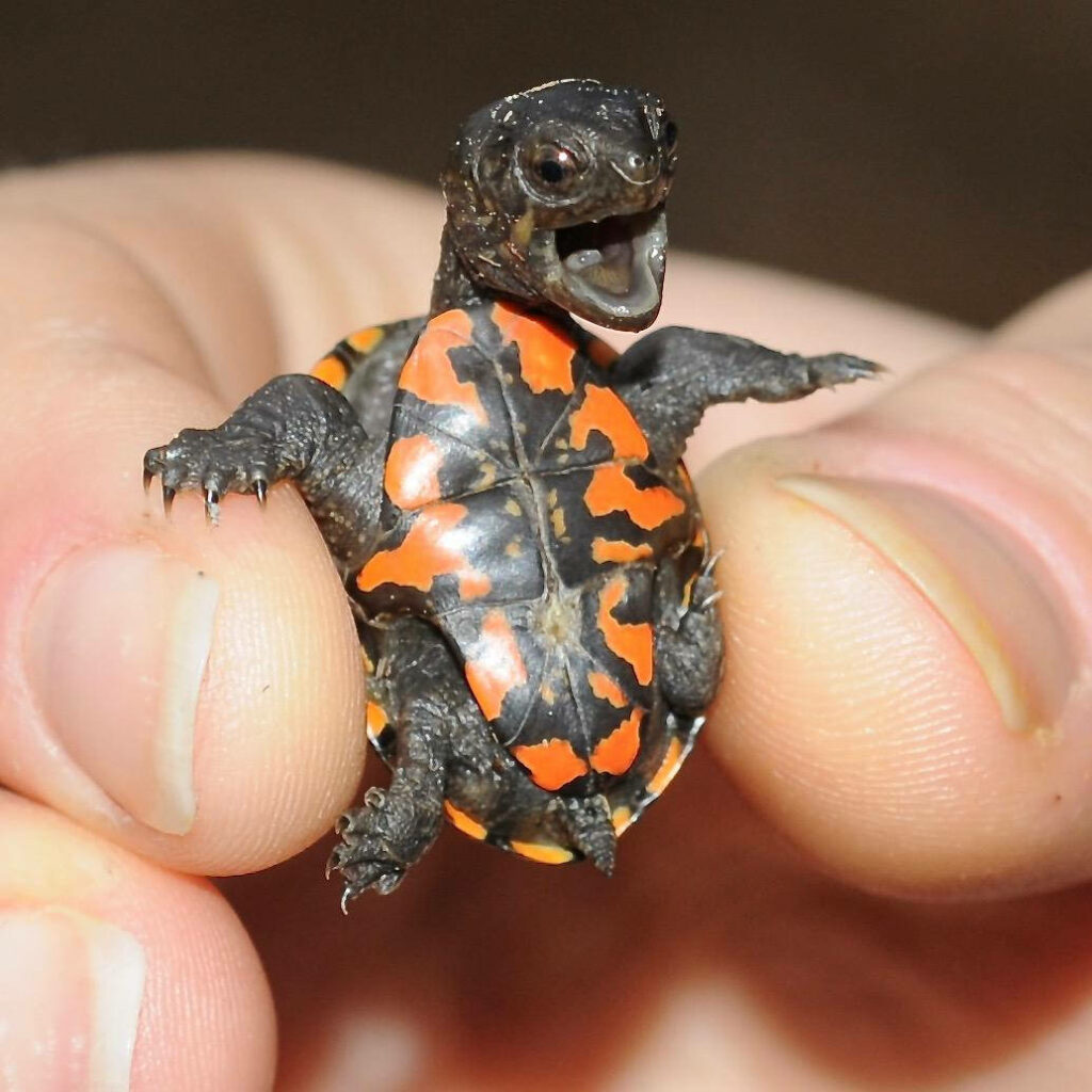 Close-up of newborn mud turtle with vibrant orange black shell held gently nature wallpaper