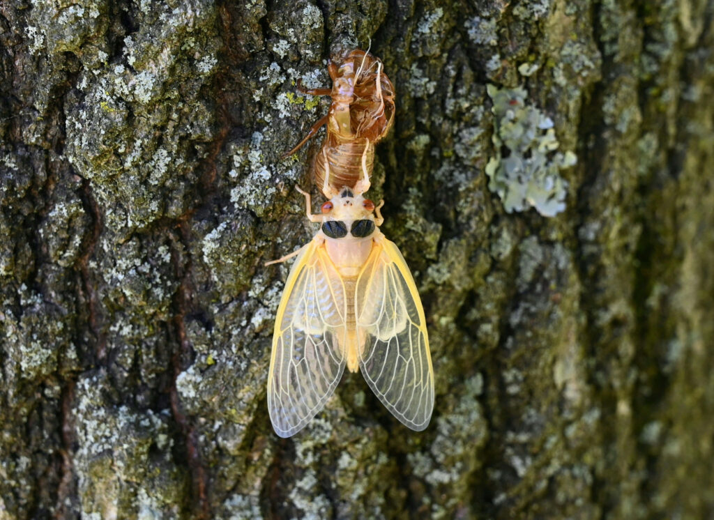 Newly emerged cicada shedding brown exoskeleton on tree bark showing metamorphosis details Wallpaper