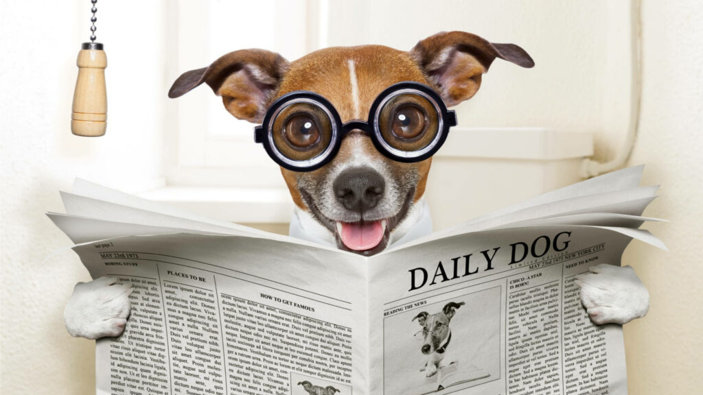The Paws-itive Pooch: Canine News Junkie Caught in Action! Wallpaper