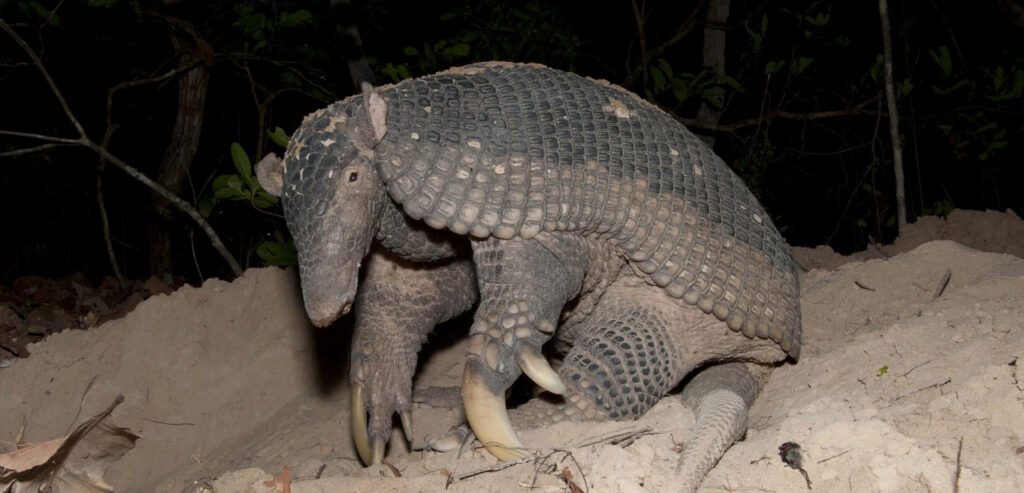 Armadillo foraging at night with textured armor and claws on sandy forest ground wallpaper