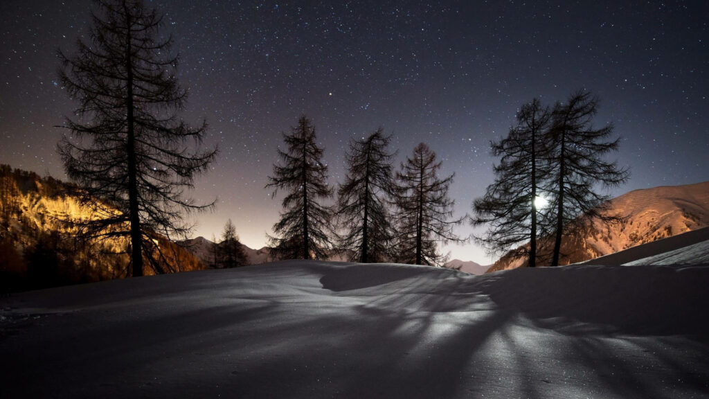 Silent Night: Majestic Pine Trees Adorn Windows 11 with 4k Brilliance Wallpaper