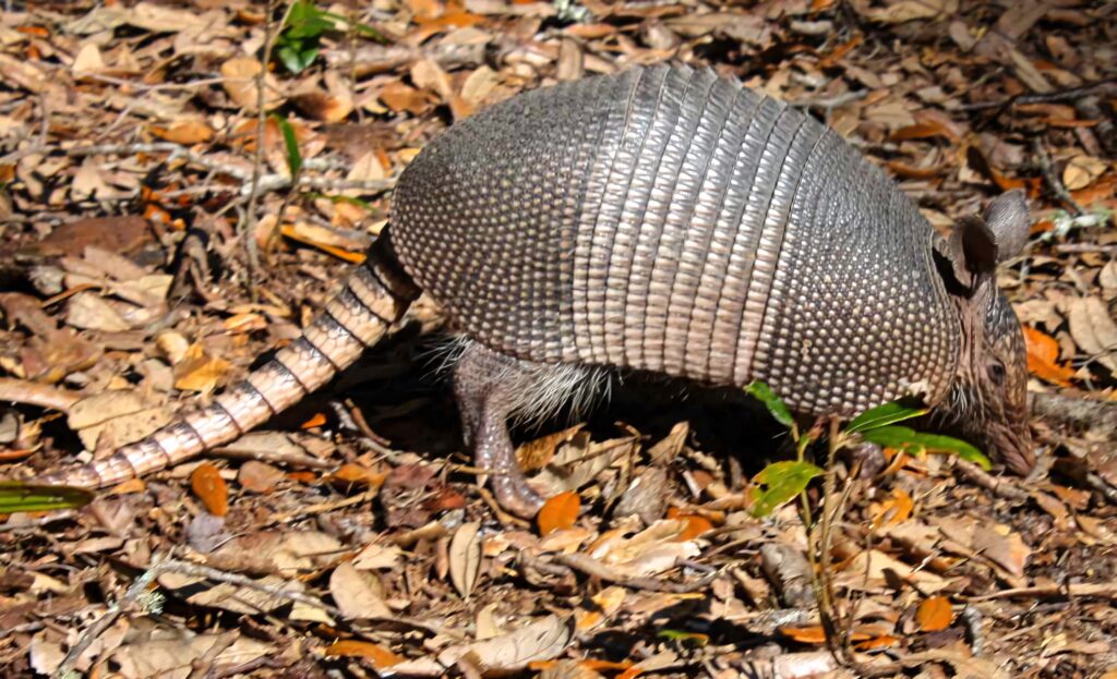 Nine banded armadillo exploring forest floor with dry leaves showing armored shell texture Wallpaper