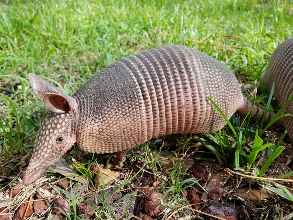 Nine Banded Armadillo exploring green grass and soil showing distinctive textured armor shell Wallpaper