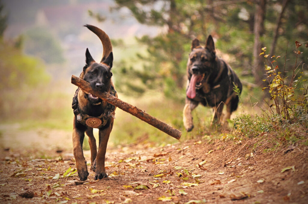 Noble German Shepherd with Stick in Vivid Nature - Dynamic Wallpaper